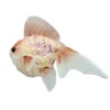 ORN SEA POLY FOAM FISH 7″X8″ SALMON / IRIDESCENT W/ GLITTER & SEQUIN
