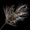 SPRAY GRN PINE 34″ RED BERRY W/COUNTRY PINE & CONES